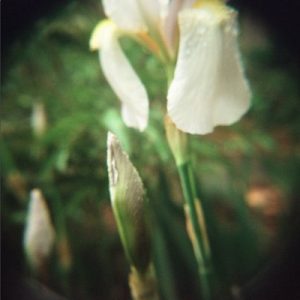 Photo of a white flower
